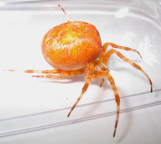 Araneus sp.
